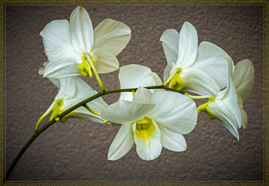 Spray Of Orchids - Judy Lanier